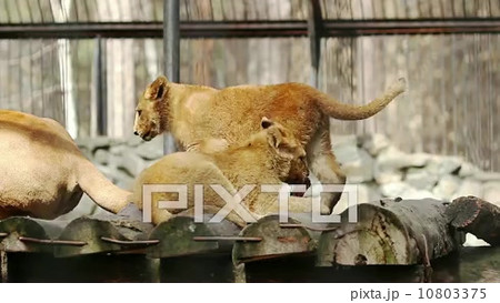 ねこ 雌ライオン しっぽ 尻尾の動画素材・映像 - PIXTA
