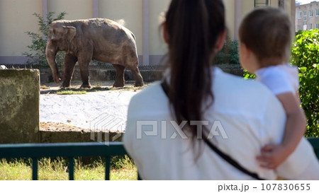 ゾウ 動物園 帽子 動画 販売