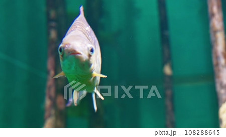 パーチ 釣り フィッシング 魚採りの動画素材・映像 - PIXTA